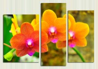 солнечные орхидеи превью